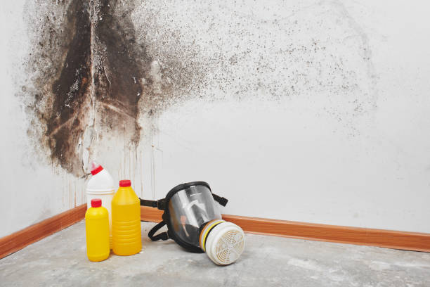 Best Mold Remediation for Specific Building Types in Glasgow, MT